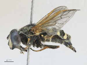  ( - CBG-A21632-G08)  @11 [ ] CreativeCommons - Attribution Share - Alike (2024) CBG Photography Group Centre for Biodiversity Genomics