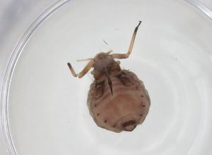  ( - CBG-A24602-H10)  @11 [ ] CreativeCommons - Attribution Share - Alike (2024) Centre for Biodiversity Genomics Centre for Biodiversity Genomics