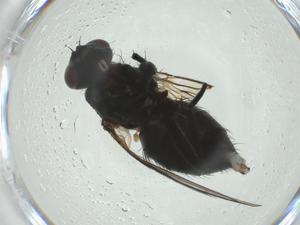  ( - CBG-A24723-G05)  @11 [ ] CreativeCommons - Attribution Share - Alike (2024) Centre for Biodiversity Genomics Centre for Biodiversity Genomics