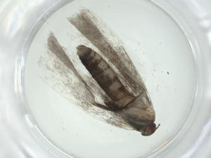  ( - CBG-A24724-A12)  @11 [ ] CreativeCommons - Attribution Share - Alike (2024) Centre for Biodiversity Genomics Centre for Biodiversity Genomics