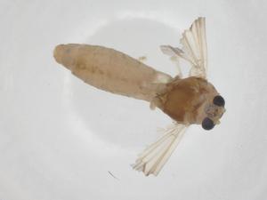  ( - CBG-A24725-B06)  @11 [ ] CreativeCommons - Attribution Share - Alike (2024) Centre for Biodiversity Genomics Centre for Biodiversity Genomics