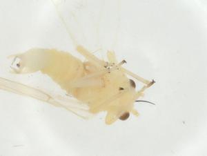  ( - CBG-A24726-B07)  @11 [ ] CreativeCommons - Attribution Share - Alike (2024) Centre for Biodiversity Genomics Centre for Biodiversity Genomics