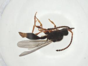  ( - CBG-A24726-C02)  @11 [ ] CreativeCommons - Attribution Share - Alike (2024) Centre for Biodiversity Genomics Centre for Biodiversity Genomics