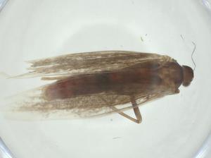  ( - CBG-A24727-C03)  @11 [ ] CreativeCommons - Attribution Share - Alike (2024) Centre for Biodiversity Genomics Centre for Biodiversity Genomics