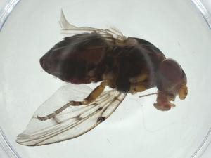  ( - CBG-A24727-E12)  @11 [ ] CreativeCommons - Attribution Share - Alike (2024) Centre for Biodiversity Genomics Centre for Biodiversity Genomics