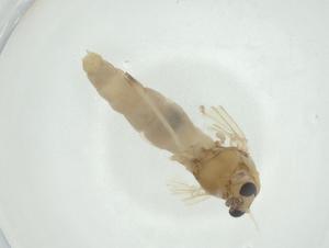  ( - CBG-A24729-C02)  @11 [ ] CreativeCommons - Attribution Share - Alike (2024) Centre for Biodiversity Genomics Centre for Biodiversity Genomics