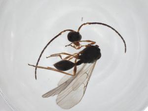  ( - CBG-A24730-H09)  @11 [ ] CreativeCommons - Attribution Share - Alike (2024) Centre for Biodiversity Genomics Centre for Biodiversity Genomics