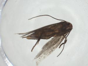  ( - CBG-A24731-D09)  @11 [ ] CreativeCommons - Attribution Share - Alike (2024) Centre for Biodiversity Genomics Centre for Biodiversity Genomics