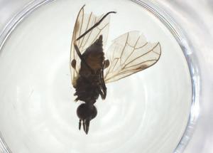  ( - CBG-A24731-H01)  @11 [ ] CreativeCommons - Attribution Share - Alike (2024) Centre for Biodiversity Genomics Centre for Biodiversity Genomics