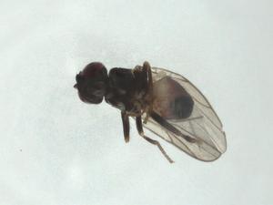  ( - CBG-A24732-A04)  @11 [ ] CreativeCommons - Attribution Share - Alike (2024) Centre for Biodiversity Genomics Centre for Biodiversity Genomics