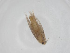  ( - CBG-A24733-B08)  @11 [ ] CreativeCommons - Attribution Share - Alike (2024) Centre for Biodiversity Genomics Centre for Biodiversity Genomics