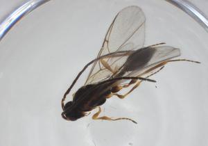  ( - CBG-A24734-F07)  @11 [ ] CreativeCommons - Attribution Share - Alike (2024) Centre for Biodiversity Genomics Centre for Biodiversity Genomics