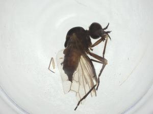  ( - CBG-A24735-C12)  @11 [ ] CreativeCommons - Attribution Share - Alike (2024) Centre for Biodiversity Genomics Centre for Biodiversity Genomics