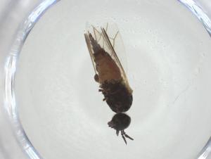  ( - CBG-A24735-E04)  @11 [ ] CreativeCommons - Attribution Share - Alike (2024) Centre for Biodiversity Genomics Centre for Biodiversity Genomics