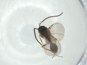  ( - CBG-A24736-D04)  @11 [ ] CreativeCommons - Attribution Share - Alike (2024) Centre for Biodiversity Genomics Centre for Biodiversity Genomics