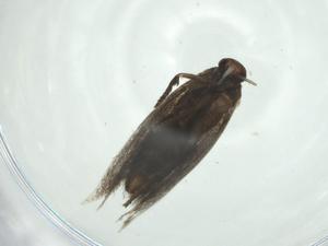  ( - CBG-A24736-F12)  @11 [ ] CreativeCommons - Attribution Share - Alike (2024) Centre for Biodiversity Genomics Centre for Biodiversity Genomics