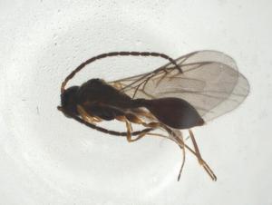  ( - CBG-A24738-B02)  @11 [ ] CreativeCommons - Attribution Share - Alike (2024) Centre for Biodiversity Genomics Centre for Biodiversity Genomics