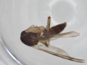  ( - CBG-A24740-D05)  @11 [ ] CreativeCommons - Attribution Share - Alike (2024) Centre for Biodiversity Genomics Centre for Biodiversity Genomics