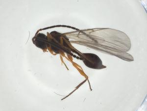  ( - CBG-A24741-F09)  @11 [ ] CreativeCommons - Attribution Share - Alike (2024) Centre for Biodiversity Genomics Centre for Biodiversity Genomics