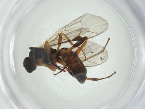  ( - CBG-A24742-A10)  @11 [ ] CreativeCommons - Attribution Share - Alike (2024) Centre for Biodiversity Genomics Centre for Biodiversity Genomics