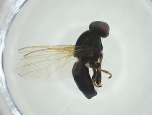  ( - CBG-A24742-F11)  @11 [ ] CreativeCommons - Attribution Share - Alike (2024) Centre for Biodiversity Genomics Centre for Biodiversity Genomics