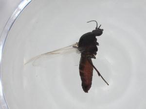  ( - CBG-A24743-B09)  @11 [ ] CreativeCommons - Attribution Share - Alike (2024) Centre for Biodiversity Genomics Centre for Biodiversity Genomics