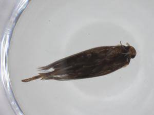  ( - CBG-A24743-E05)  @11 [ ] CreativeCommons - Attribution Share - Alike (2024) Centre for Biodiversity Genomics Centre for Biodiversity Genomics