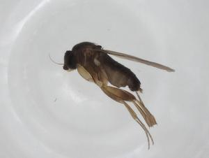  ( - CBG-A24743-G11)  @11 [ ] CreativeCommons - Attribution Share - Alike (2024) Centre for Biodiversity Genomics Centre for Biodiversity Genomics