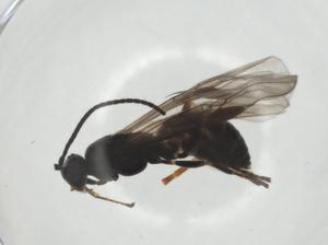  (Bracon exhilarator - CBG-A24744-E07)  @11 [ ] CreativeCommons - Attribution Share - Alike (2024) Centre for Biodiversity Genomics Centre for Biodiversity Genomics