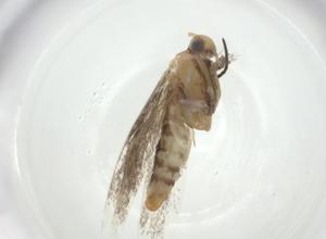  ( - CBG-A24745-D01)  @11 [ ] CreativeCommons - Attribution Share - Alike (2024) Centre for Biodiversity Genomics Centre for Biodiversity Genomics