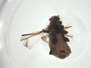  ( - CBG-A24745-H08)  @11 [ ] CreativeCommons - Attribution Share - Alike (2024) Centre for Biodiversity Genomics Centre for Biodiversity Genomics