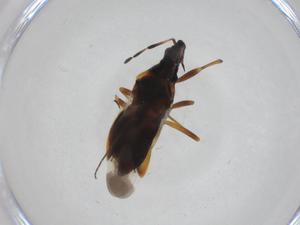  ( - CBG-A24772-F08)  @11 [ ] CreativeCommons - Attribution Share - Alike (2024) Centre for Biodiversity Genomics Centre for Biodiversity Genomics