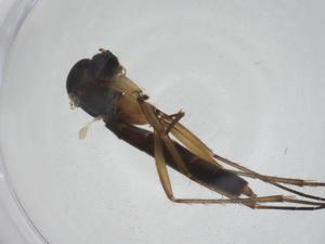  ( - CBG-A24775-C12)  @11 [ ] CreativeCommons - Attribution Share - Alike (2024) Centre for Biodiversity Genomics Centre for Biodiversity Genomics