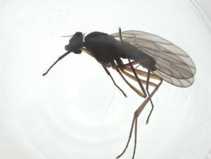  ( - CBG-A24776-E01)  @11 [ ] CreativeCommons - Attribution Share - Alike (2024) Centre for Biodiversity Genomics Centre for Biodiversity Genomics