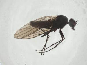  ( - CBG-A24779-A07)  @11 [ ] CreativeCommons - Attribution Share - Alike (2024) Centre for Biodiversity Genomics Centre for Biodiversity Genomics