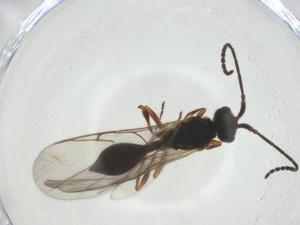  ( - CBG-A24779-C04)  @11 [ ] CreativeCommons - Attribution Share - Alike (2024) Centre for Biodiversity Genomics Centre for Biodiversity Genomics