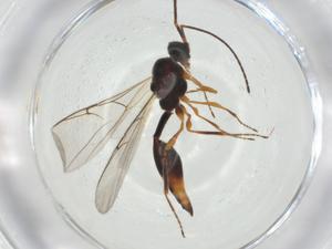  ( - CBG-A24779-D06)  @11 [ ] CreativeCommons - Attribution Share - Alike (2024) Centre for Biodiversity Genomics Centre for Biodiversity Genomics