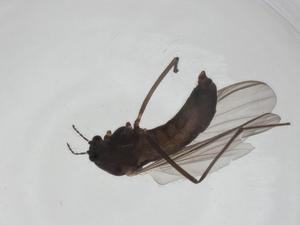  ( - CBG-A24781-A03)  @11 [ ] CreativeCommons - Attribution Share - Alike (2024) Centre for Biodiversity Genomics Centre for Biodiversity Genomics