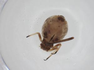  ( - CBG-A24781-E10)  @11 [ ] CreativeCommons - Attribution Share - Alike (2024) Centre for Biodiversity Genomics Centre for Biodiversity Genomics