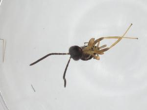  ( - CBG-A24781-H10)  @11 [ ] CreativeCommons - Attribution Share - Alike (2024) Centre for Biodiversity Genomics Centre for Biodiversity Genomics