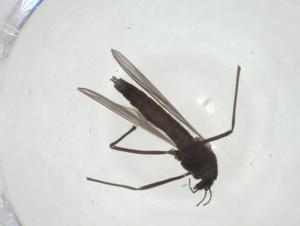  ( - CBG-A24782-G05)  @11 [ ] CreativeCommons - Attribution Share - Alike (2024) Centre for Biodiversity Genomics Centre for Biodiversity Genomics