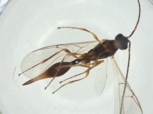  ( - CBG-A24783-E06)  @11 [ ] CreativeCommons - Attribution Share - Alike (2024) Centre for Biodiversity Genomics Centre for Biodiversity Genomics