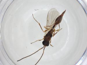  ( - CBG-A24784-H04)  @11 [ ] CreativeCommons - Attribution Share - Alike (2024) Centre for Biodiversity Genomics Centre for Biodiversity Genomics