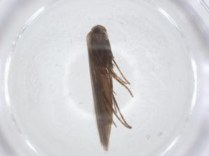  ( - CBG-A25812-C02)  @11 [ ] CreativeCommons - Attribution Share - Alike (2024) Centre for Biodiversity Genomics Centre for Biodiversity Genomics