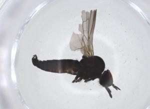  ( - CBG-A25812-C03)  @11 [ ] CreativeCommons - Attribution Share - Alike (2024) Centre for Biodiversity Genomics Centre for Biodiversity Genomics