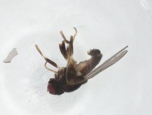  ( - CBG-A25813-B04)  @11 [ ] CreativeCommons - Attribution Share - Alike (2024) Centre for Biodiversity Genomics Centre for Biodiversity Genomics