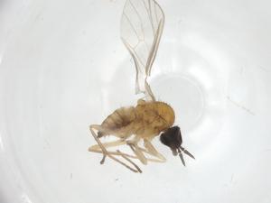  ( - CBG-A25813-F11)  @11 [ ] CreativeCommons - Attribution Share - Alike (2024) Centre for Biodiversity Genomics Centre for Biodiversity Genomics