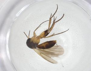  ( - CBG-A25814-E06)  @11 [ ] CreativeCommons - Attribution Share - Alike (2024) Centre for Biodiversity Genomics Centre for Biodiversity Genomics