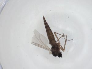  ( - CBG-A25816-F03)  @11 [ ] CreativeCommons - Attribution Share - Alike (2024) Centre for Biodiversity Genomics Centre for Biodiversity Genomics