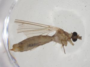  ( - CBG-A25821-G02)  @11 [ ] CreativeCommons - Attribution Share - Alike (2024) Centre for Biodiversity Genomics Centre for Biodiversity Genomics